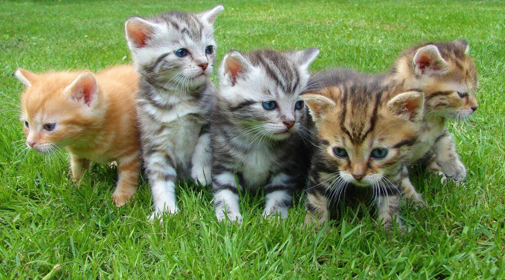 Kittens for sale